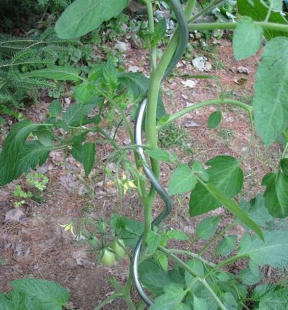 product-588-633 tomato growhouse spiral stake on plant PDT032-04