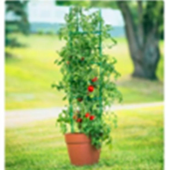 product-588-588 hot house tomato PDT032-02