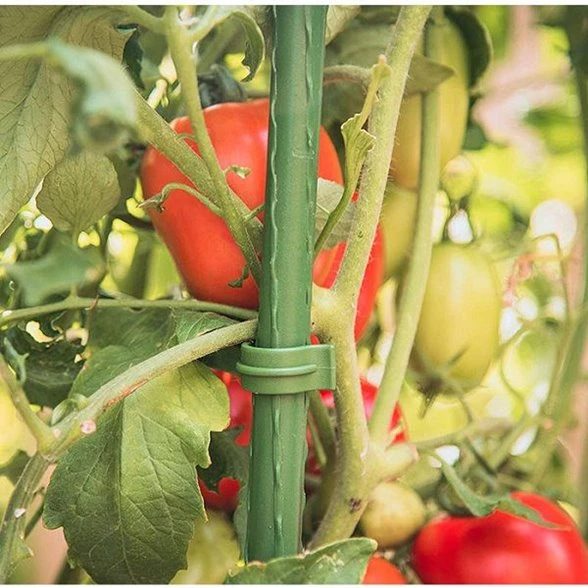 product-588-588 tomato grow house PDT032- 01(001)